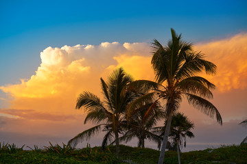 Fototapeta na wymiar Sunset sky coconut palm trees in Caribbean
