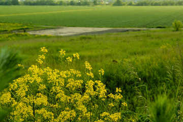 Barbarea vulgaris on green field