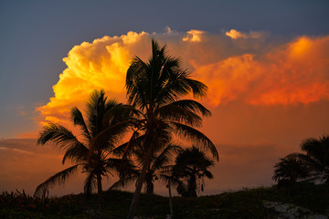 Obraz premium Sunset sky coconut palm trees in Caribbean