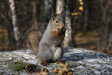 Squirrel on the stone