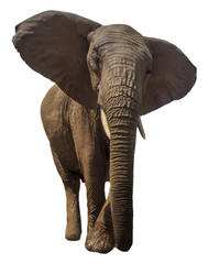 Naklejka na ściany i meble African Elephant isolated on white background