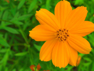 Macro close up yellow orange full blooming Cosmos sulphureus flower pollen, with blurred green field background, top view