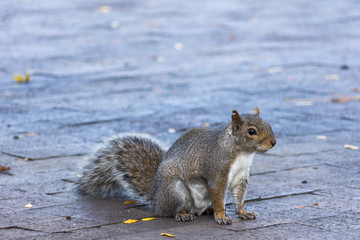 Squirrel On A Walking Path