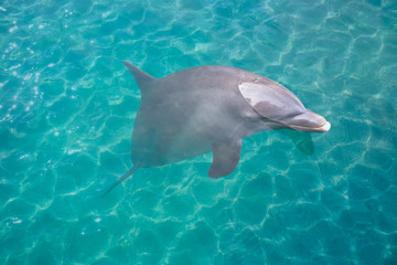 Dolphin in turquoise water photomount