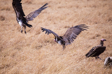 Vultures, Masai Mara in Kenya, Africa