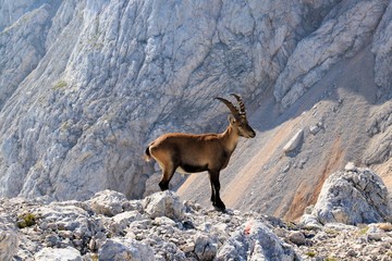 Middle size ibex 