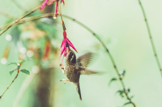 Hummingbird in flight sucking on a juicy pink flower