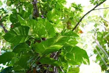 Obraz premium Jungle rainforest in Riviera Maya