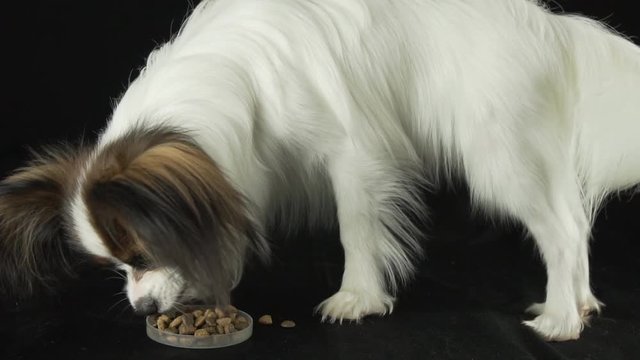 Beautiful young male dog Continental Toy Spaniel Papillon eats dry food on black background slow motion stock footage video