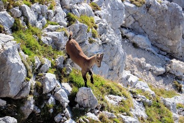 Baby ibex jumping, Slovenia
