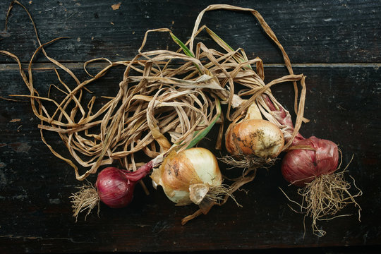 Still life of a bunch of fresh onions