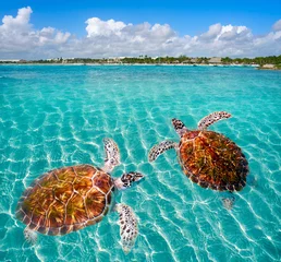 Poster Akumal beach turtles photomount Riviera Maya © lunamarina