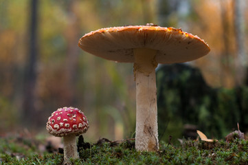 Mushrooms in the forest are illuminated by the sun's rays of light