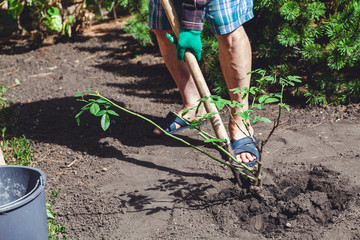 man digs bush of roses with  shovel in afternoon