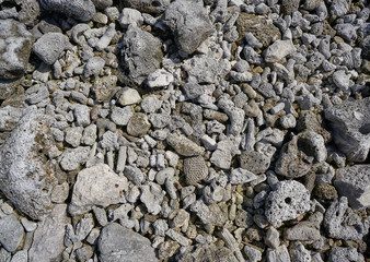 Riviera Maya coral reef on beach sand Mexico