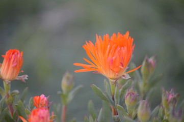 Vibrant orange wildflower