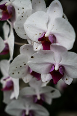 White Orchid