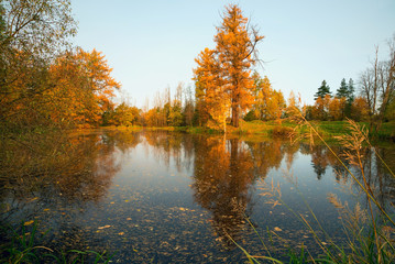 Yellow larch illuminated by the sun on the shore of the pond .