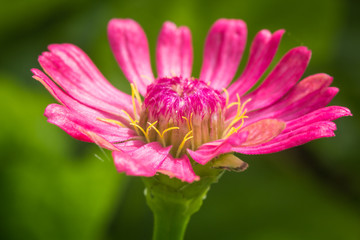 Close-up view of a pink flower in the morning.