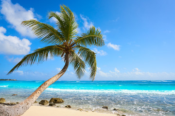 Obraz na płótnie Canvas Akumal coconut palm tree beach Riviera Maya
