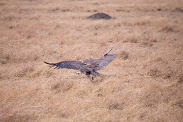 Vultures, Masai Mara in Kenya, Africa