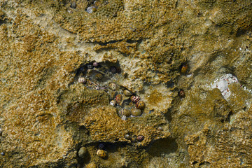 Riviera Maya coral reef on beach sand Mexico