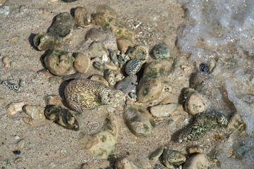 Riviera Maya coral reef on beach sand Mexico