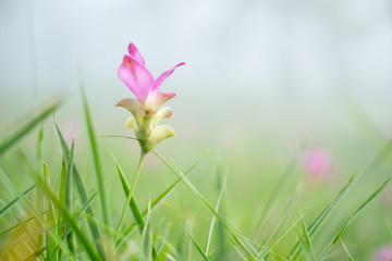 Fototapeta premium curcuma pa hin ngam national park chaiyaphum 