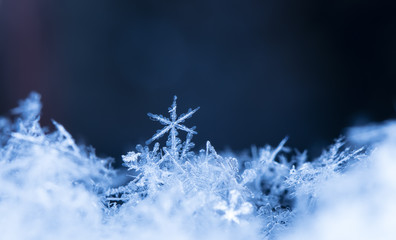 snowflakes on snow