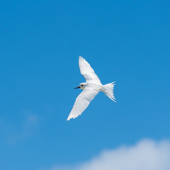 White tern, beautiful white bird flying in blue sky, peace symbol 
