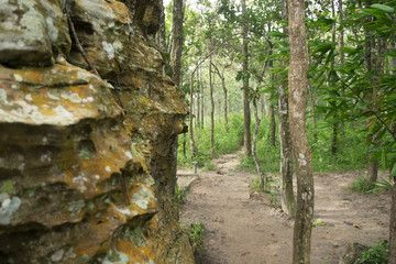 tropical tree forest background