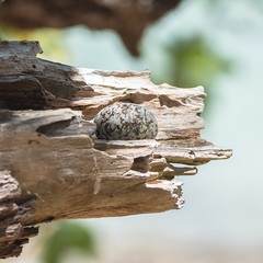 Egg of white tern put on a branch, to be hatched, French Polynesia
