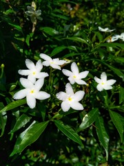 Fototapeta na wymiar Beautiful white flowers.