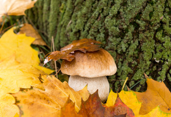 white fungus growing in autumn