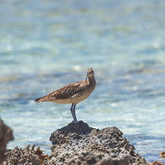 bristle-thighed curlew, curlew, sea bird on the shore in Pacific ocean

