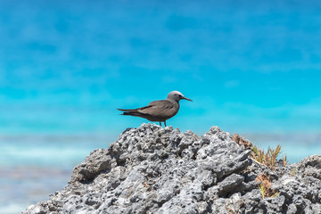 Black Noddy, exotic bird on a coral rock in the lagoon, French Polynesia
