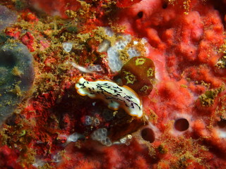 Flatworm