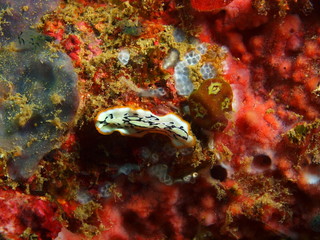 Flatworm
