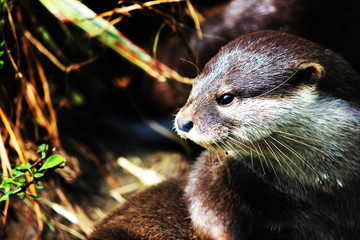 Otter