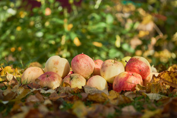 apples stacked in a pile on the ground in the garden