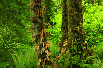 a picture of an Pacific Northwest forest with Vine maple trees