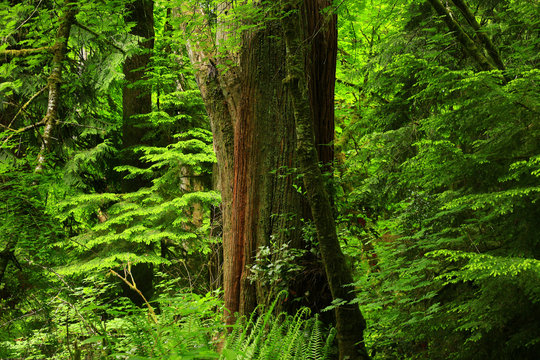 a picture of an Pacific Northwest forest and Western red cedar tree