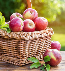 Apple harvest. Ripe red apples in the basket on the table.
