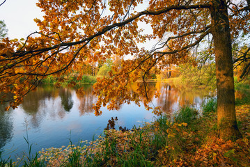 Fototapeta na wymiar Oak branches in the sunlight on the lake in the fall.