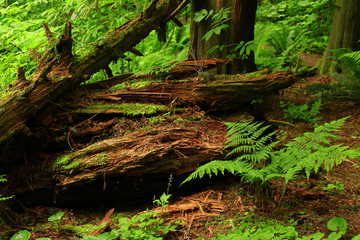 a picture of an Pacific Northwest conifer ligand ferns