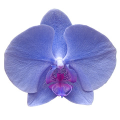 orchidée bleue, fond blanc 