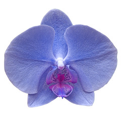 orchidée bleue, fond blanc  © Unclesam