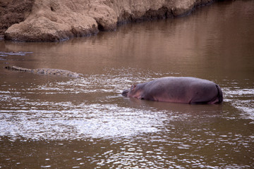Hippopotamus and crocodile in the river mara in kenya