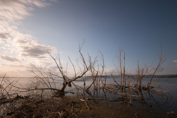 Fototapeta premium View of a lake, with skeletal trees,an almost empty blue sky and warm golden hour colors