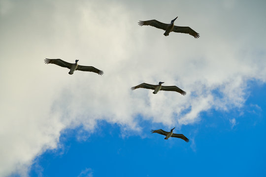 Pelicans flying together on blue sky